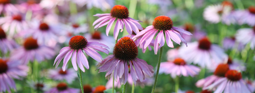 Echinacea: Die Pflanze zur Stärkung des Immunsystems